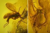 Two Detailed Fossil Flies (Diptera) In Baltic Amber #173712-2